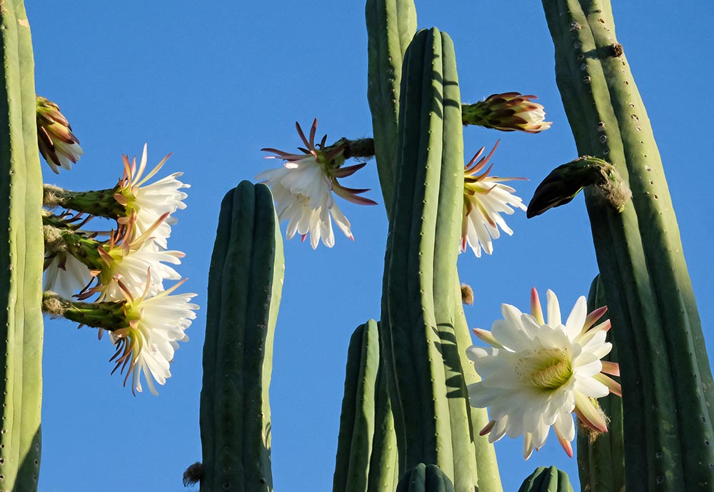 san pedro cactus huachuma